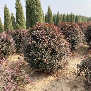 ���� �t�~���~÷�� ���~÷�� �G�~���~÷�� �|���ͺ����~���͘�