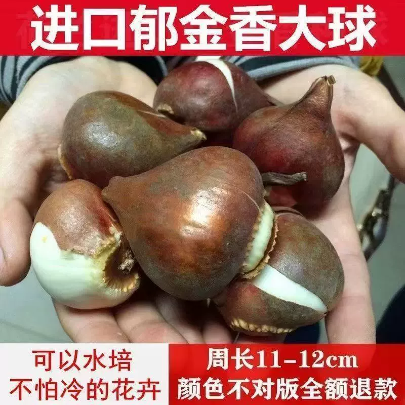 [Гарантия качества] Импортированные крупные семена цветов тюльпанов, семена цветов, морозостойкие готовые цветочные бутоны во дворе осенью и зимой.