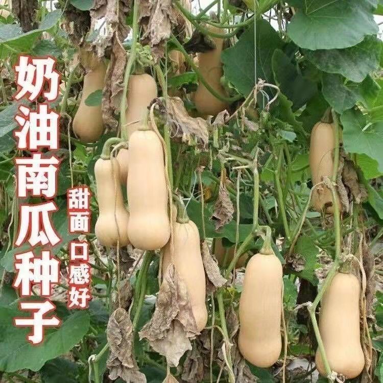 Creamy Pumpkin Seeds for Spring and Autumn Seasons: Fragrant Taro Honey Sweet Glutinous Red Sweet Chestnut Pumpkin Varieties Collection