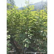 �S���L�ľС���S���L�ľ�����30�����S���L�ľ������羰�^��