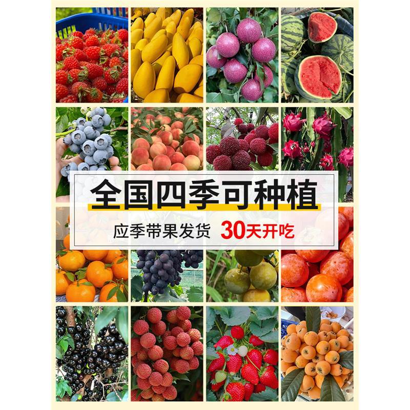 蓝莓树果苗庭院名贵树苗南北方四季水果树大全葡萄草莓百香果盆栽