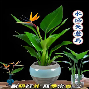 �����B�Q���m���҃�ֲ������͏d�Gֲ��������ˮ����B�՚��P��