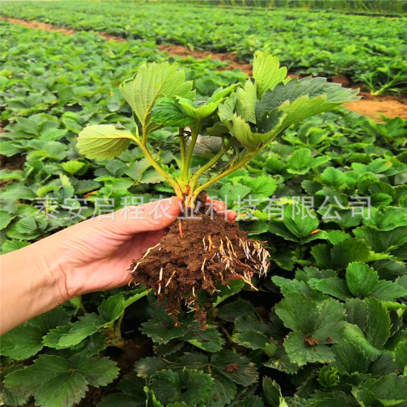 妙香七号草莓苗基地 红颜草莓苗批发 隋珠穴盘苗价格章姬甜宝草莓