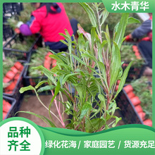 ɽ�Ҳ�С��ͥԺС�^�G�������쾰�pɫ��ɽ�Ҳݹ�������ǧ�B��