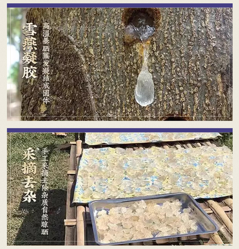 Snow Fungus Jelly Xue Yan Premium Selected 50g Bottle Culinary Herbal Ingredient specifications