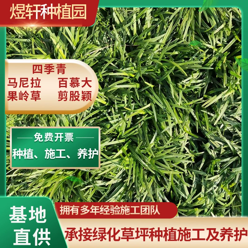 Настоящая лужайка с грязным дерном, вечнозеленая, Манила Бермудские острова