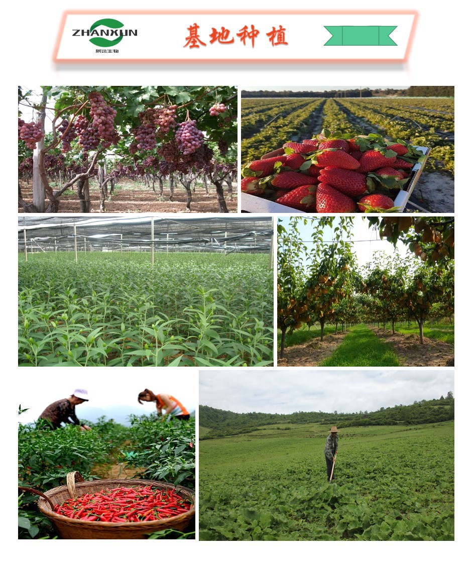 除虫菊提取物 除虫菊酯50% 除虫菊素 展迅生物