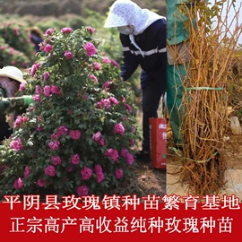 代用/养生茶;花果茶;化妆水爽肤水