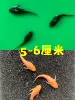 3 Huang Shuangdaofu + 3 Black Shuangdaofu 5-6cm