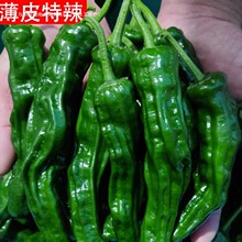 特辣辣椒新鲜青辣椒薄皮超辣小皱皮农家自种蔬菜炒辣子鸡现摘现发