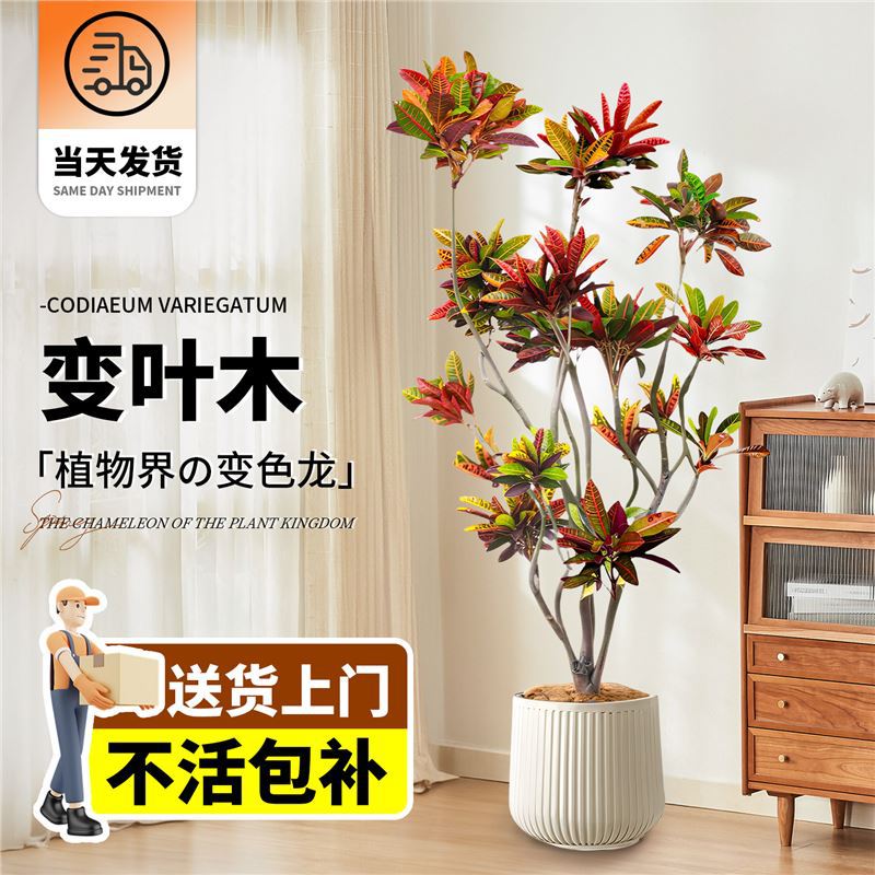 大型绿植变色木盆栽室内客厅真树旺宅好养七彩变叶木四季花卉造景