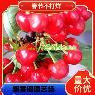 ����܇�����R����Ҙ��m�޽ә���������ͥԺ���Ա��Ϸ��Nֲ������