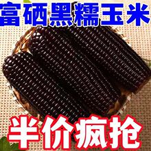 黑玉米新鲜甜糯玉米现摘真空装东北甜紫黏粘玉米即食棒