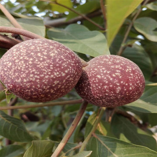 ������ҹ�������Ʒ�N�籡Ƥ�ش���Ҙ䮔��Y���ϱ����ļ��Nֲ