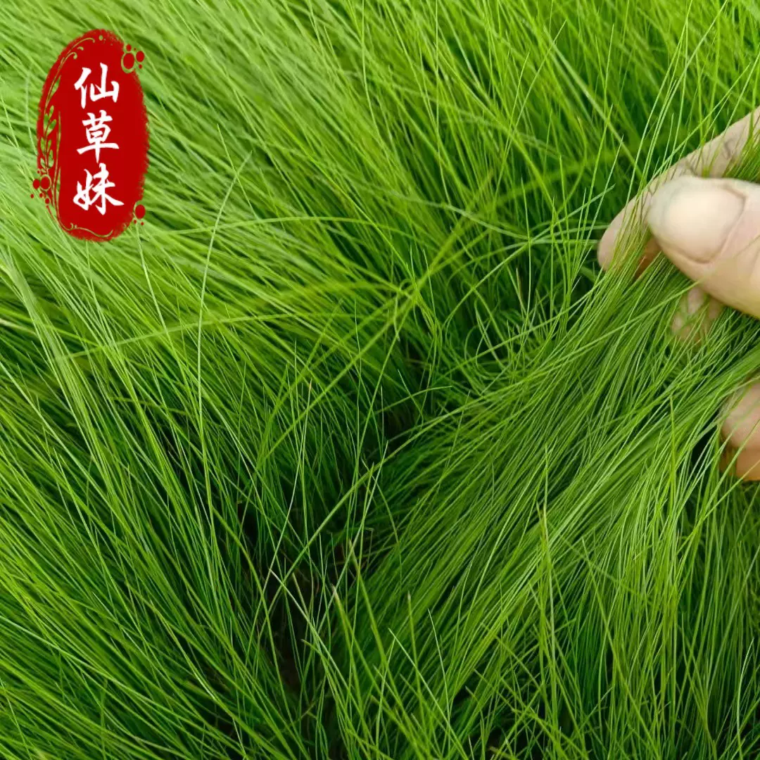 细茎针茅小苗 网红绿化草 墨西哥羽毛草 宿根草花羽毛花卉基地