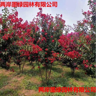 �G����������ޱ���� �t�����ޱ�� �t����ޱ �ͺ����� Ʒ�N�Rȫ