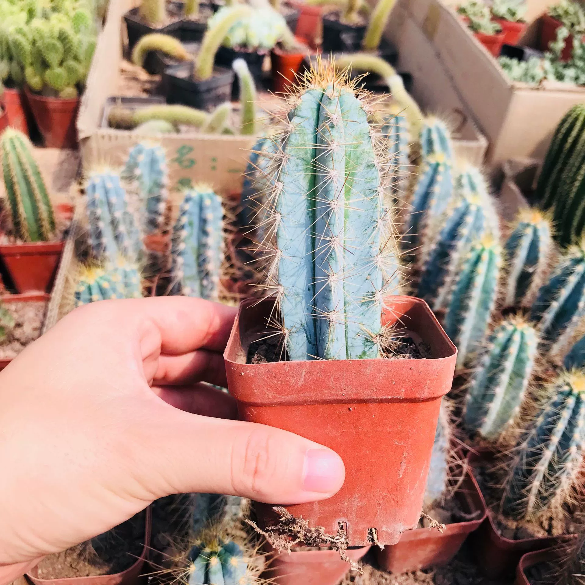 Сочные растения Маленькая комнатная школьная парта Лапша Кактус Столб Синий столб поглощает формальдегид для очистки воздуха и суккулентов