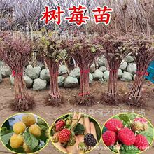 ��ݮ���p����ݮ�����Ә����S�t��ݮ���Ϸ������Nֲ���Ե��Թ�����