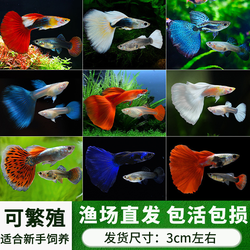 孔雀鱼精品小鱼缸观赏鱼好养耐活热带鱼活鱼天空蓝小型小鱼苗|undefined