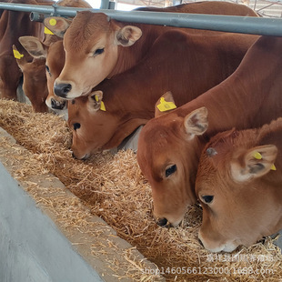 �����SţСţ�� ���T����ţ����С��ţ  ��ţ�� ɽ����ţ�Bֳ��