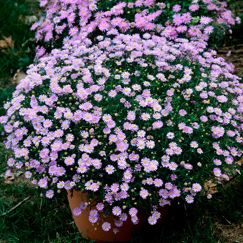 五色菊花种子庭院园林地被花卉种子景观花坛鲜花植物紫色草花种子