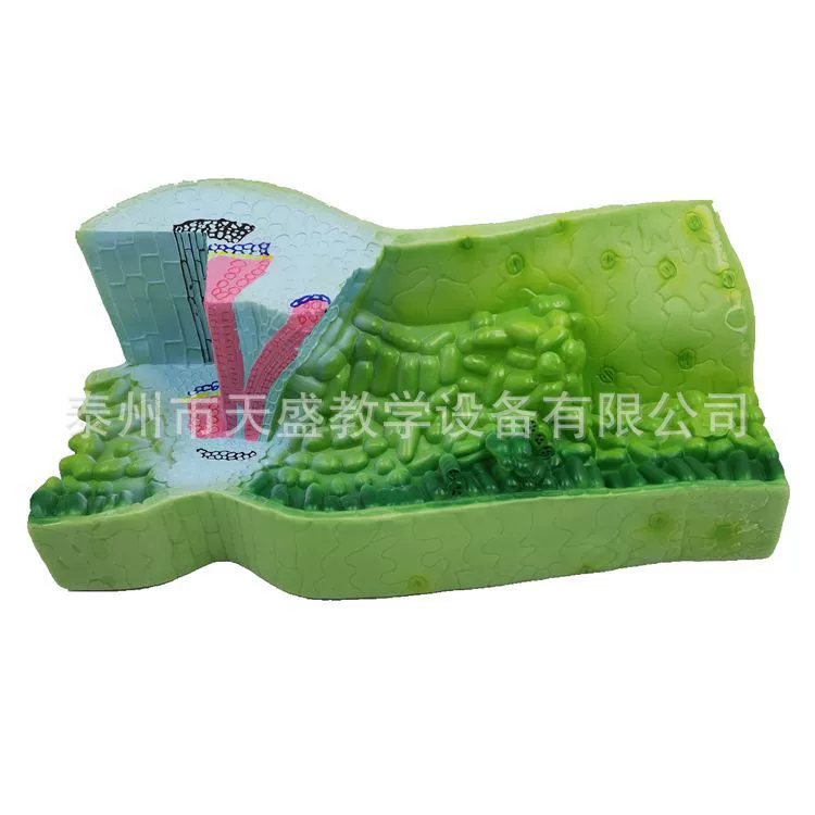 Средняя школа биологическая Анатомия инструмент структура структуры модели J33006 биологической анатомии