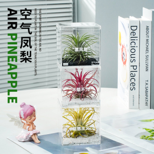 Air Pineapple Soilless Plant Fresh Office Desk Indoor Succulent Work Station Micro Landscape Potted Black Pineapple Green Plant