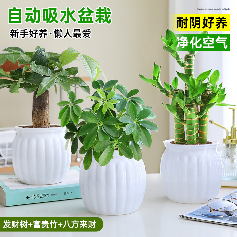 [부자 패키지] 돈나무 + 행운의 대나무 + 사방에서 오는 부