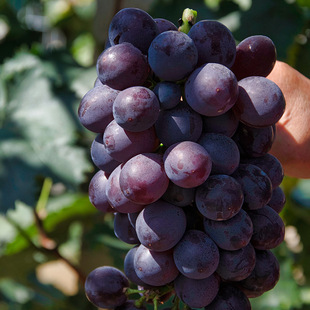 ���ѻ������l 𮃞һ̖������ 𮃞1̖���ј��� �Ϸ��������@�Nֲ