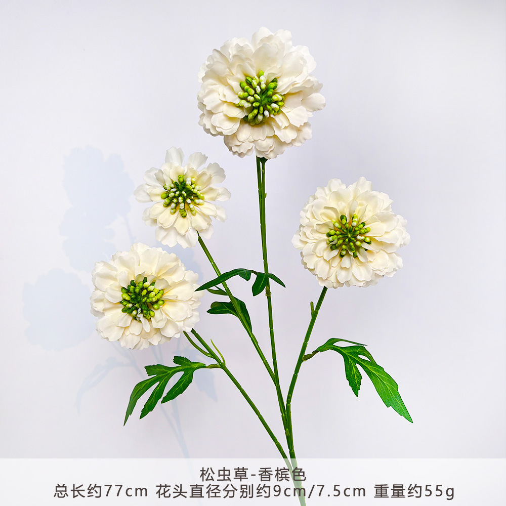 YN-松虫草-香槟