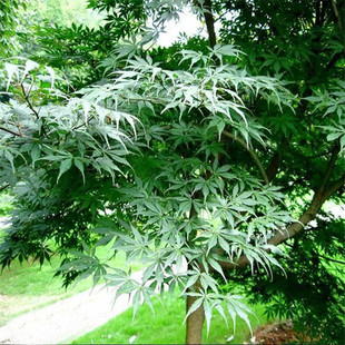 Wholesale Base of Chicken Claw Maple Saplings for Engineering Greening, Ornamental Maple, Street Trees, and Colorful Foliage Trees