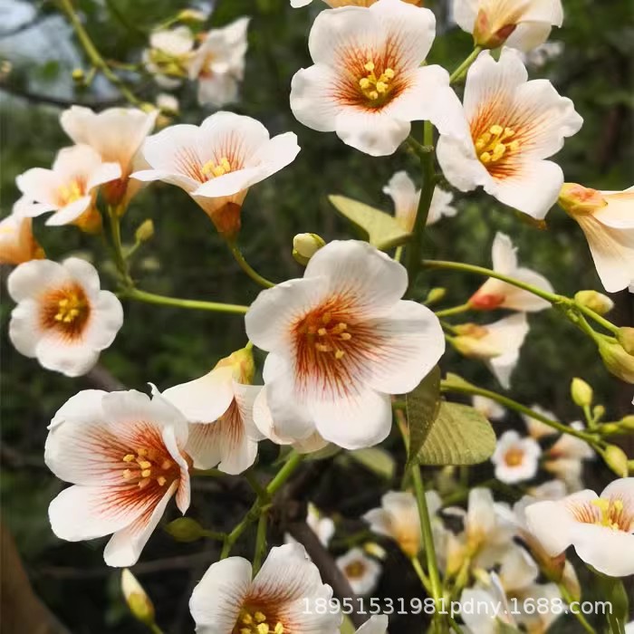 四川桐油树苗种植园林桐子树绿植下单现挖油桐树种苗油桐树苗绿化