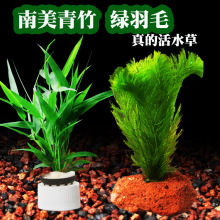 ��D���ˮ���~ˮ�»��w������ë��β���~����������ֲ���쾰�G��