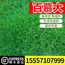 百慕大草种籽狗牙根美国矮四季青草坪草籽球场庭院护坡种子不修剪