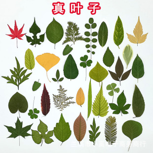 ��Ȼ����~ֲ��˱��׃��@�ֹ��N����ͯdiy�ɘ��~���~�ֹ����ϰ�