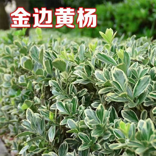 ��߅�S����ͥԺ�G����ľ�ļ������ͺ����B���^�~����h�ʳ��G����