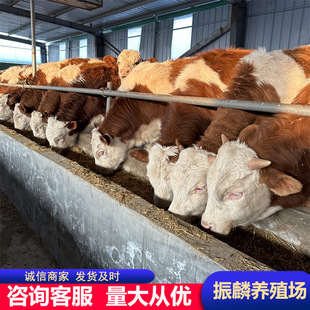 �Ϸ��m���Bֳ�ĸ�����ţƷ�N ���T����ţ �����Rţ�����Sţ�r��