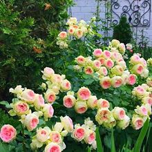 �ͺ������¼��Nޱ����������ذ�󻨱���ͥԺ�̨�ļ��_�����B��