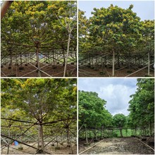 全冠黄花槐价格 容器苗黄花槐报价 批发黄槐树行道树黄花槐基地