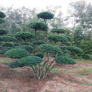 С�~Ůؑ���͘�������ͥԺ�e���G���h�ʇ���ֲ���^�~�ļ�������ľ