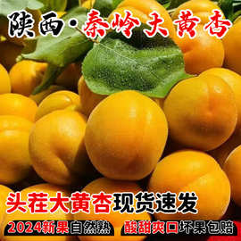 陕西头茬凯特大黄杏现摘春天吃的当季新鲜孕妇水果酸甜金太阳黄杏