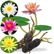 ��˯ɏ���K˯ɏ��ˮ��ֲ���ļ�ɏ������ˮ�B���ܺɻ�˯ɏ���o�҃�