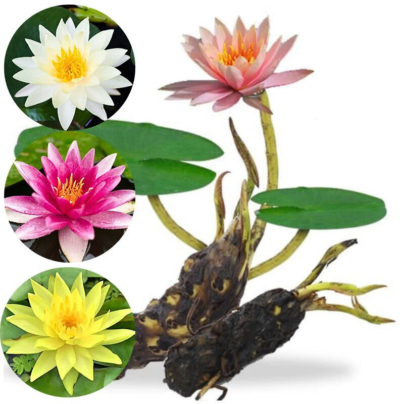 Большой корень водяной лилии блок водяной лилии гидропонное растение Four Seasons Лотос горшечный гидропонный цветок Лотос водяная Лилия Корневище в помещении