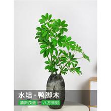 水培植物七叶莲室内绿植盆栽鸭脚木植物四季常青八方来财发财树