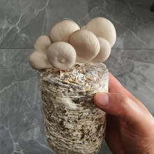 Ģ���Nֲ����ʳ�þ���ƽ���㹽�N�Ӵ��b�������@ˇĢ�����Ծ���