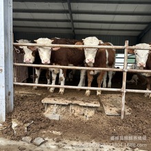 【西门塔尔牛】纯种西门塔尔牛牛犊养殖场 鲁西黄牛西门塔尔价格