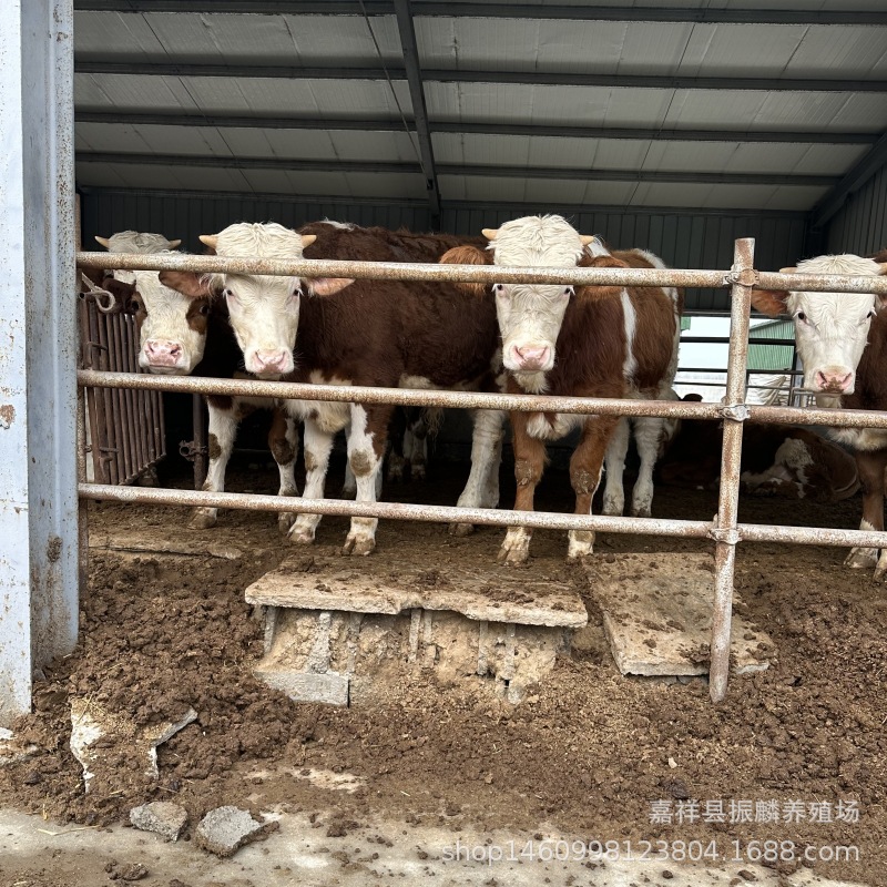 【西门塔尔牛】纯种西门塔尔牛牛犊养殖场 鲁西黄牛西门塔尔价格