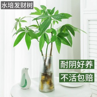 Hydroponic Easy-To-Grow Money Tree Potted Plant Office Indoor Soil Bonsai Living Room Green Plant Golden Money Tree Flower