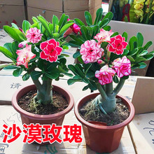 重瓣沙漠玫瑰花苗盆栽四季花卉绿植物老桩室内阳台小盆景阳台盆景