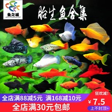 胎生鱼活体孔雀鱼金银黑玛丽金银球玛丽孔雀鱼胎生热带观赏鱼活体